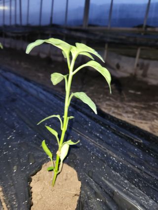 유덕균님의 고추 · 영농일지 작성글 사진