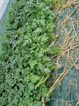 믿고사는농원-송미경님의 함께 일하는 동료는 몇명인가요?·참여글 작성글 사진