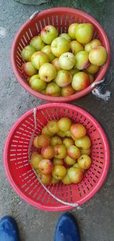 팜모닝 팜모닝·출석 게시글 이미지