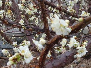 안길원님의 매실 · 자유게시판 작성글 사진