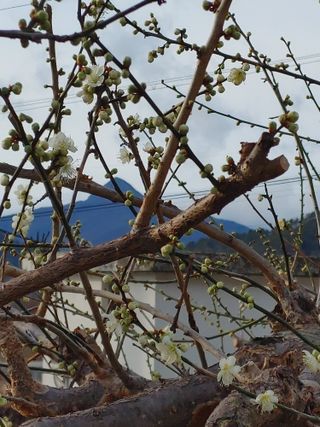 안길원님의 매실 · 자유게시판 작성글 사진