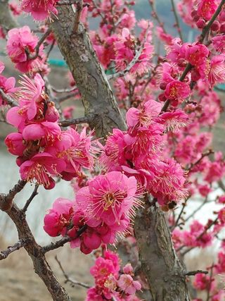 안길원님의 매실 · 자유게시판 작성글 사진