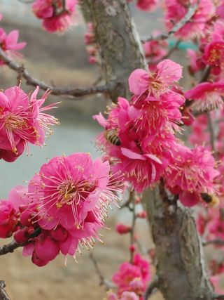 안길원님의 매실 · 자유게시판 작성글 사진