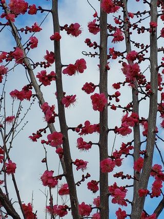 안길원님의 매실 · 자유게시판 작성글 사진