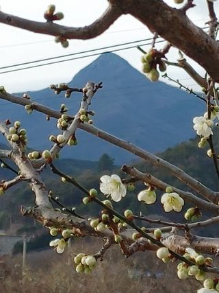 안길원님의 매실 · 자유게시판 작성글 사진