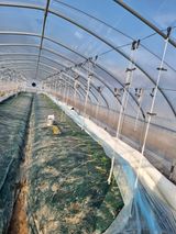 팜모닝 고추·영농일지 게시글 이미지