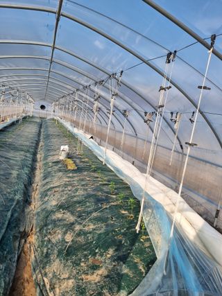 김영님의 고추 · 영농일지 작성글 사진