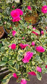 이후성님의 함께 일하는 동료는 몇명인가요?·참여글 작성글 사진