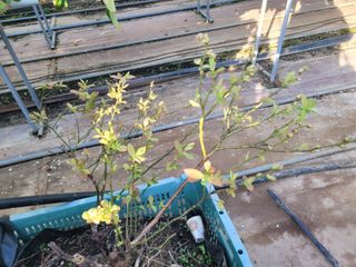 여우내 이순홍님의 블루베리 · 자유게시판 작성글 사진