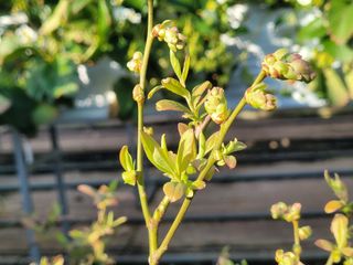 여우내 이순홍님의 블루베리 · 자유게시판 작성글 사진