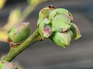 여우내 이순홍님의 블루베리 · 자유게시판 작성글 사진
