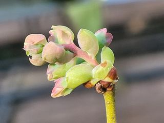 여우내 이순홍님의 블루베리 · 자유게시판 작성글 사진