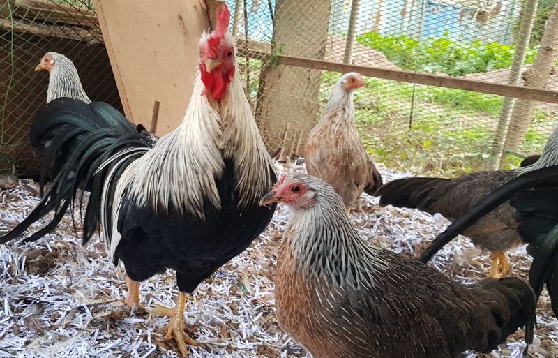 계초님의 장터 판매 상품 [긴꼬리닭 소국종란 분양] 첨부 사진