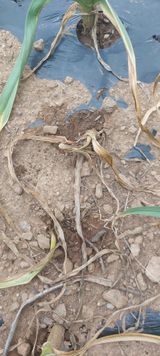 팜모닝 함께 일하는 동료는 몇명인가요?·참여글 게시글 이미지