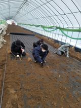 병풍취산채농원님의 두릅·삽목•정식 작성글 사진