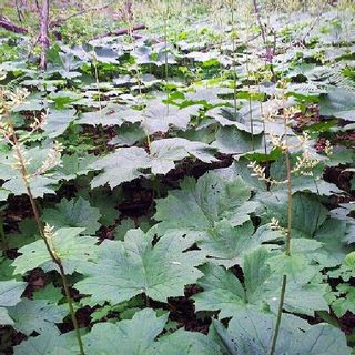 병풍취산채농원님의 두릅 · 삽목•정식 작성글 사진