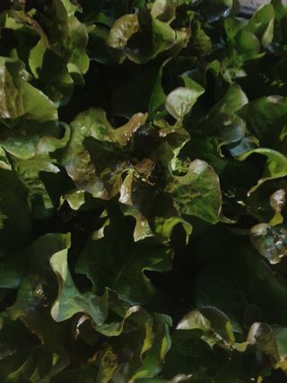 남 샘결 개둥맘님의 상추 · 자유게시판 작성글 사진