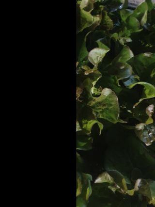 남 샘결 개둥맘님의 상추 · 자유게시판 작성글 사진