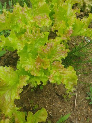 남 샘결 개둥맘님의 상추 · 자유게시판 작성글 사진