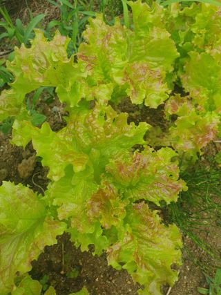 남 샘결 개둥맘님의 상추 · 자유게시판 작성글 사진