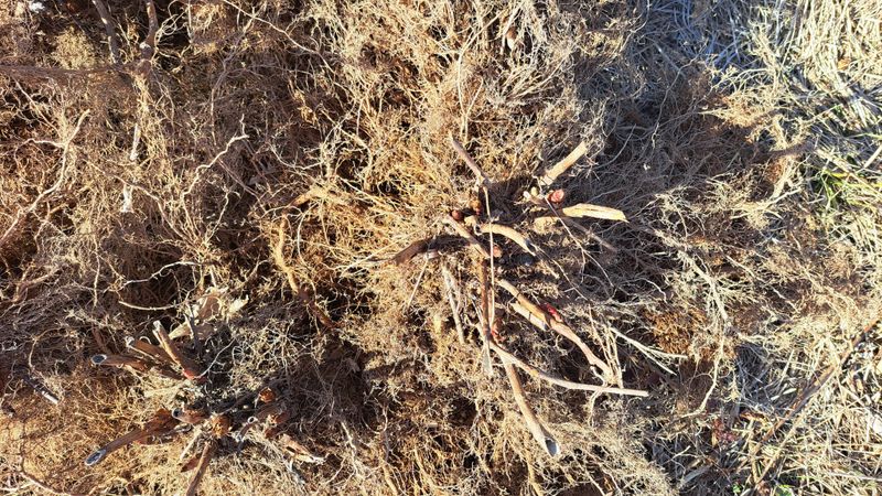 장터 상품 [눈개승마  종근(4년생)] 썸네일