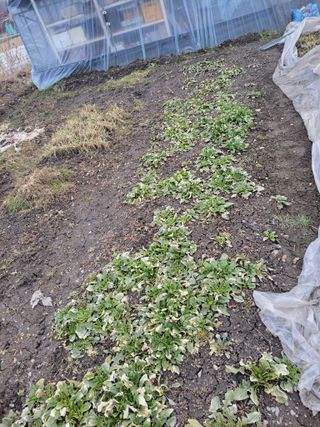 우영옥님의 마늘 · 일상 작성글 사진