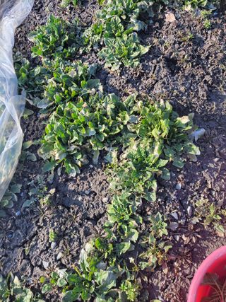 우영옥님의 마늘 · 일상 작성글 사진