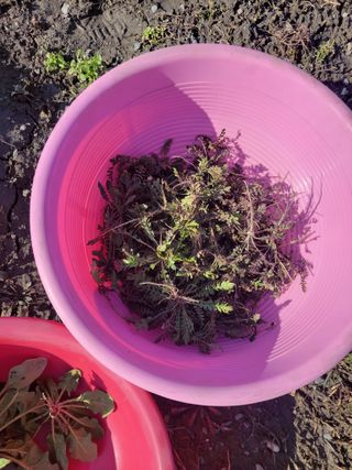 우영옥님의 마늘 · 일상 작성글 사진