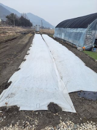 우영옥님의 마늘 · 일상 작성글 사진