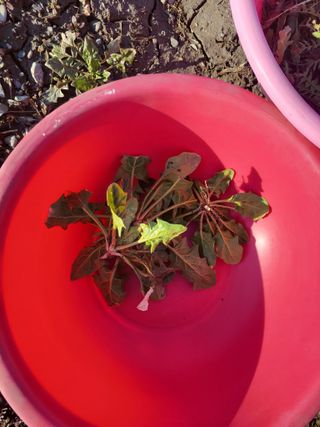 우영옥님의 마늘 · 일상 작성글 사진