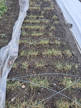 우영옥님의 마늘 · 일상 작성글 사진