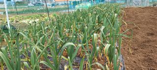 권대경님의 마늘 · 비료•농약 작성글 사진