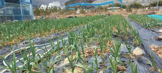 권대경님의 마늘 · 비료•농약 작성글 사진