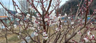 권대경님의 마늘 · 비료•농약 작성글 사진