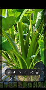 팜모닝 · 게시글 이미지