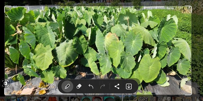 박동현님의 장터 판매 상품 [왕토란 종근판매 ] 첨부 사진