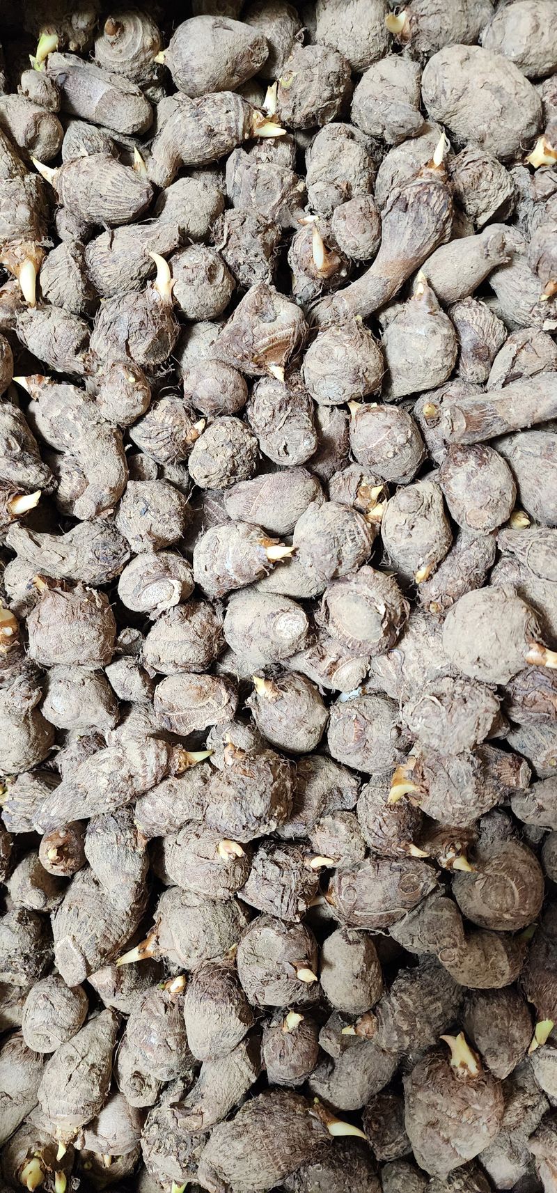 박동현님의 장터 판매 상품 [왕토란 종근판매 ] 첨부 사진