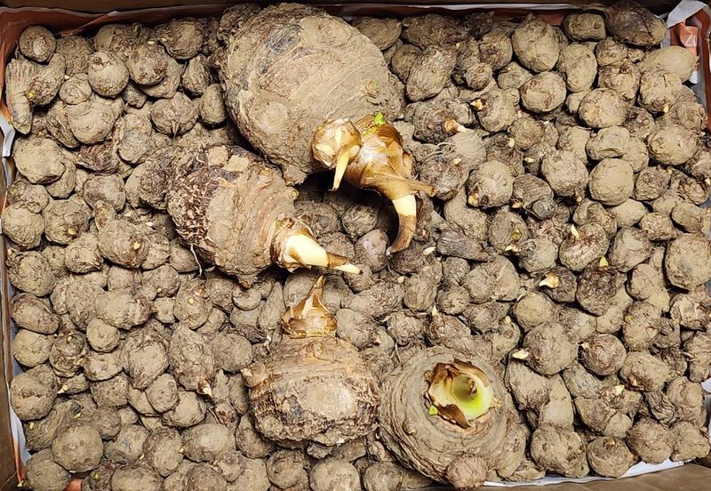 박동현님의 장터 판매 상품 [왕토란 종근판매 ] 첨부 사진