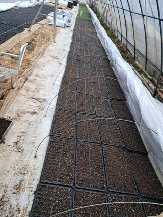 천년의사랑님의 호박 · 자유게시판 작성글 사진