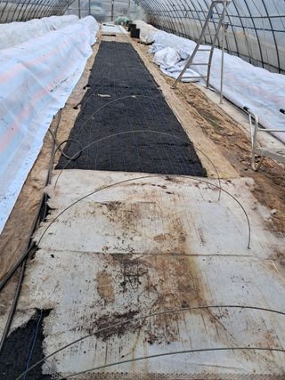 천년의사랑님의 호박 · 자유게시판 작성글 사진