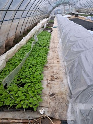 천년의사랑님의 호박 · 자유게시판 작성글 사진