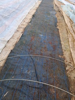 천년의사랑님의 호박 · 자유게시판 작성글 사진