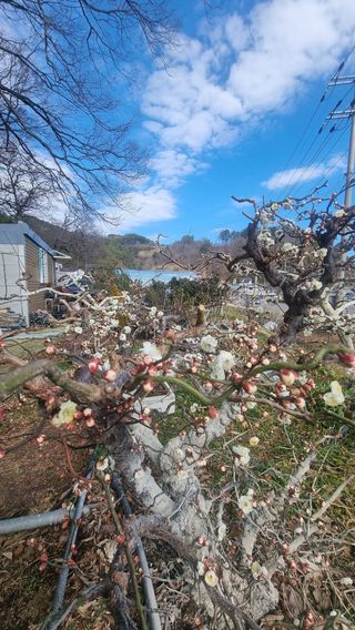 푸른꿈님의 자유주제 · 자유게시판 작성글 사진