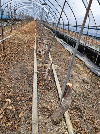 운치농장님의 기타작물 · 자유게시판 작성글 사진