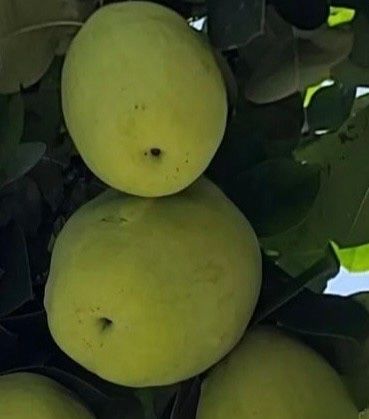 장터 상품 [대실모과 접목1년생 묘목] 썸네일