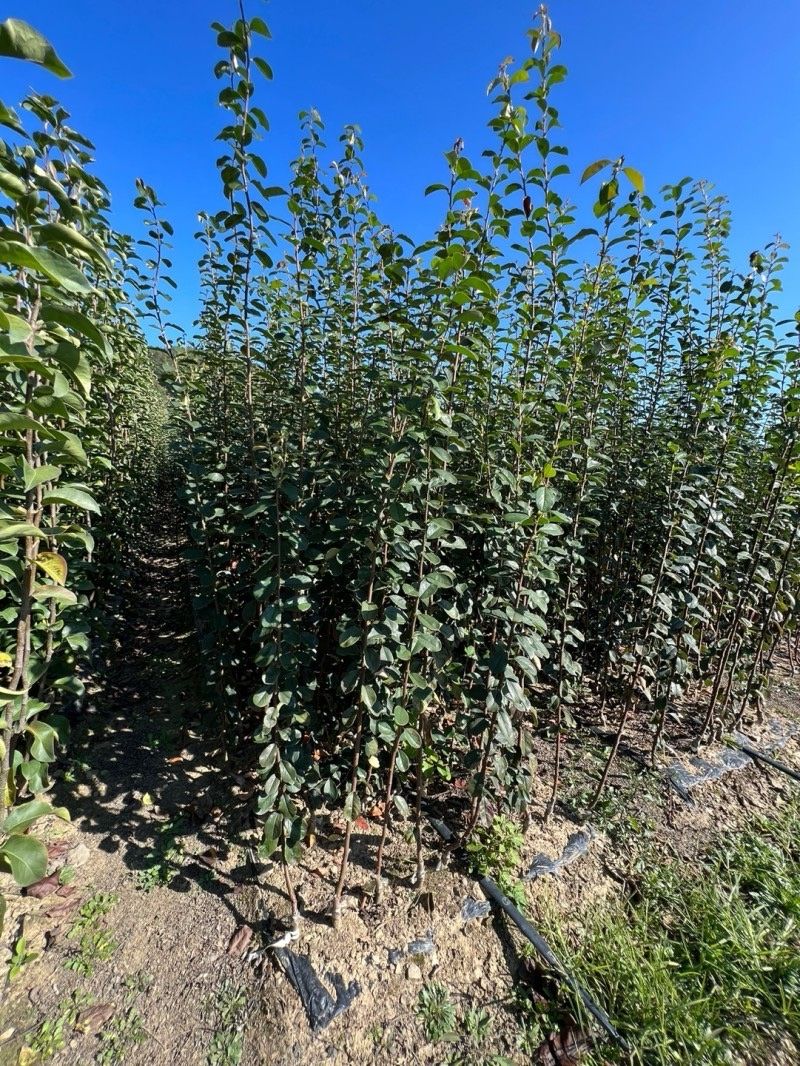 일심묘목농원님의 장터 판매 상품 [대실모과 접목1년생 묘목] 첨부 사진