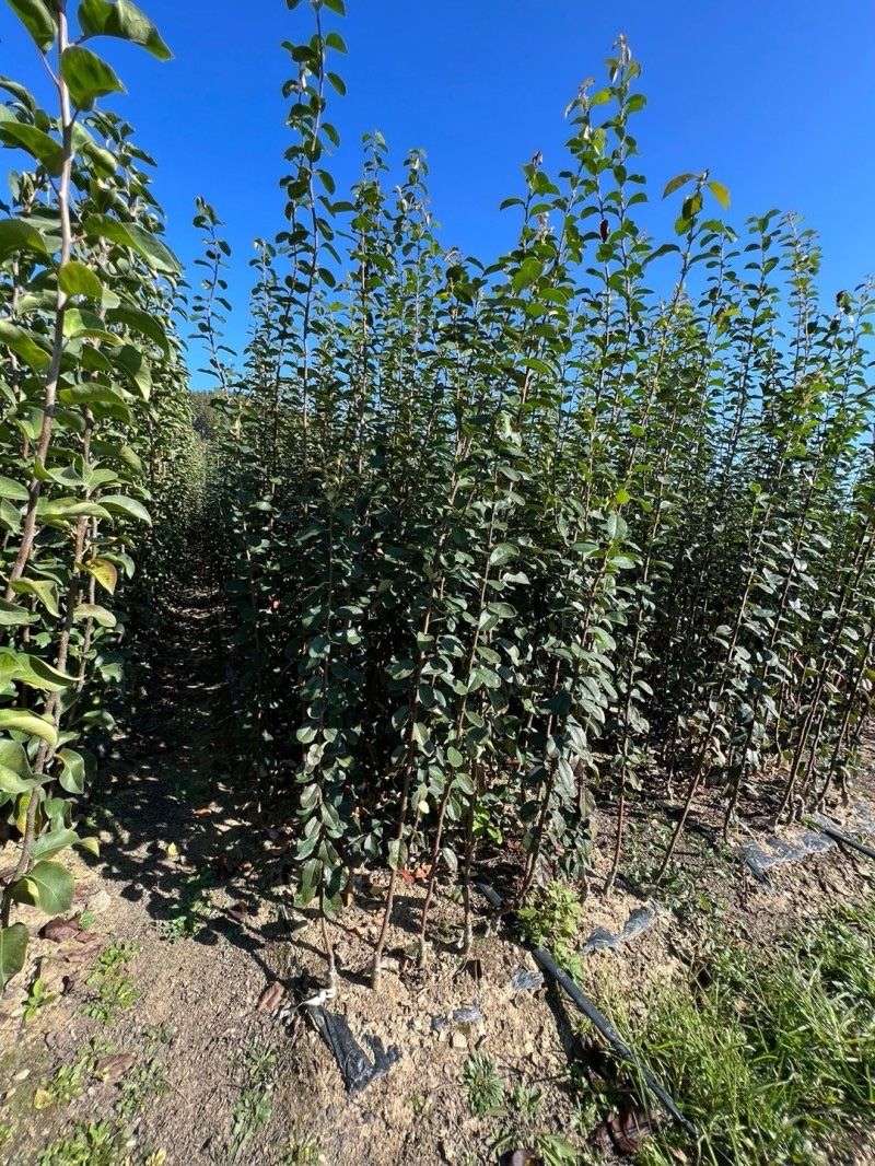 일심묘목농원님의 장터 판매 상품 [대실모과 접목1년생 묘목] 첨부 사진