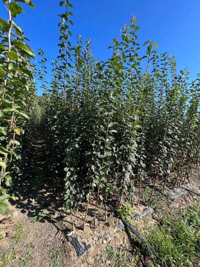 일심묘목농원님의 장터 판매 상품 [대실모과 접목1년생 묘목] 첨부 사진