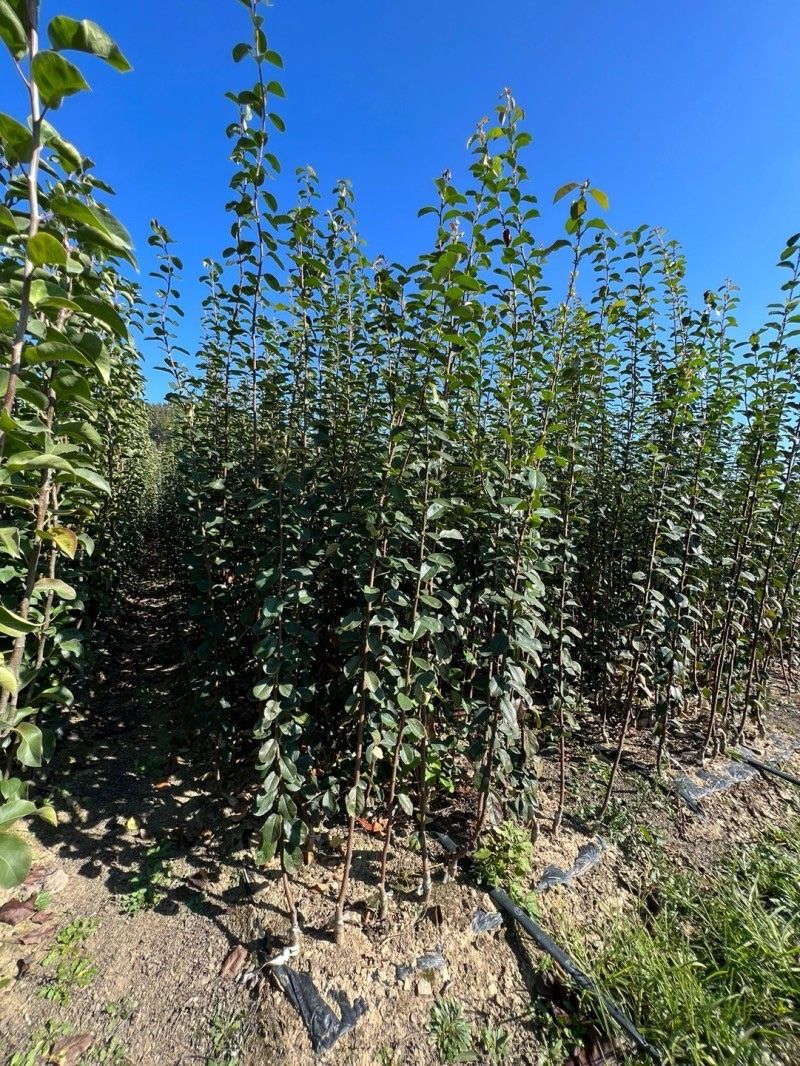 일심묘목농원님의 장터 판매 상품 [대실모과 접목1년생 묘목] 첨부 사진