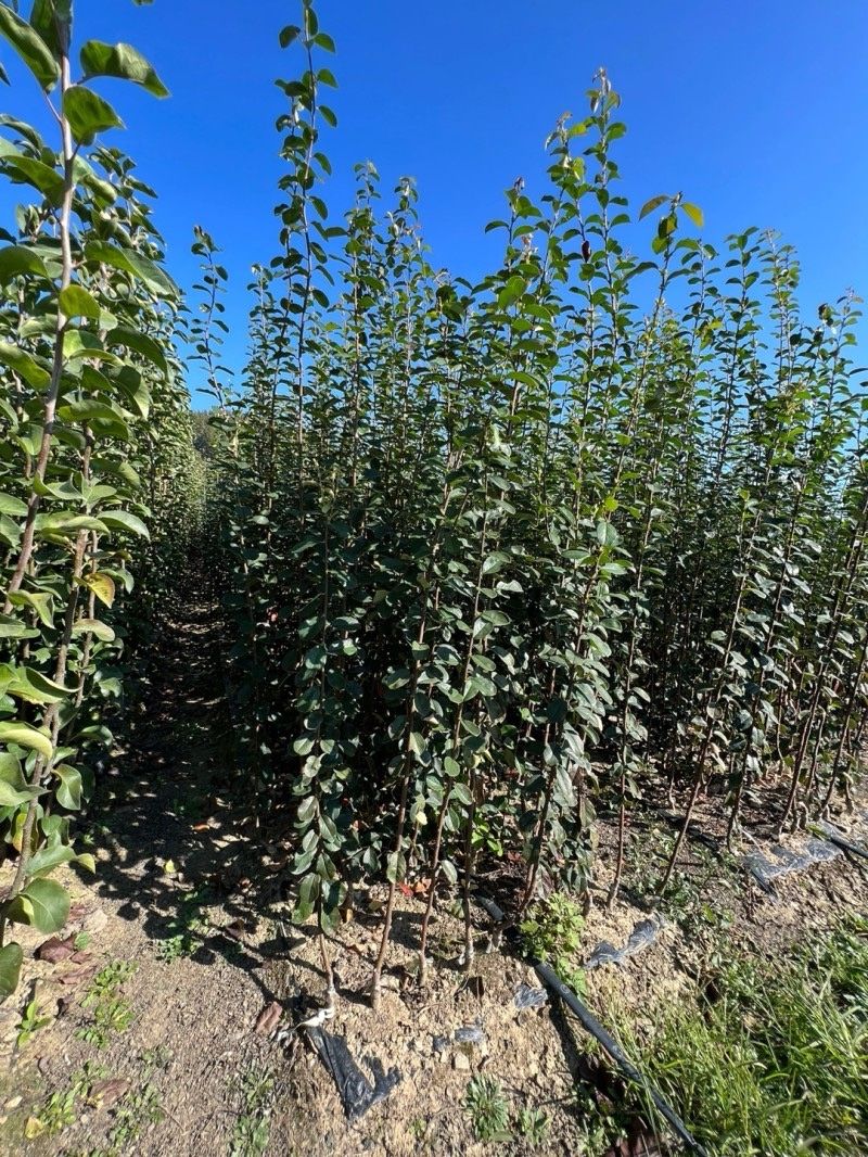 일심묘목농원님의 장터 판매 상품 [대실모과 접목1년생 묘목] 첨부 사진